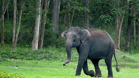 The elephant had ventured out of the forest for crop raid and returned to the forest after targeting Paramesh.