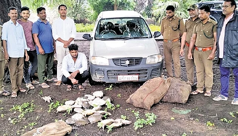 Of the total 246, 16 tortoises were found to be dead