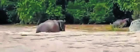 A wild elephant and its calf crossing the flood waters in Kunilvayal