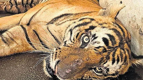 After an arduous road trip from Kenichira in Wayanad to the capital city, the 10-year-old male tiger which gave sleepless nights to residents rests at the Thiruvananthapuram zoo