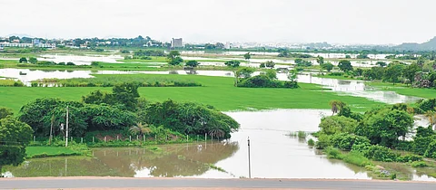 A view of damaged crops in Velchala village of Karimnagar district
