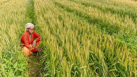 A farm worker inspects Kharif crops.