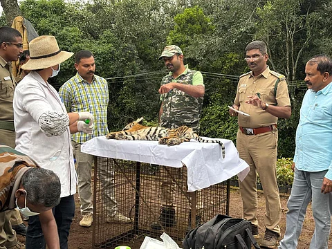 Forest department officials and the police with the carcass.