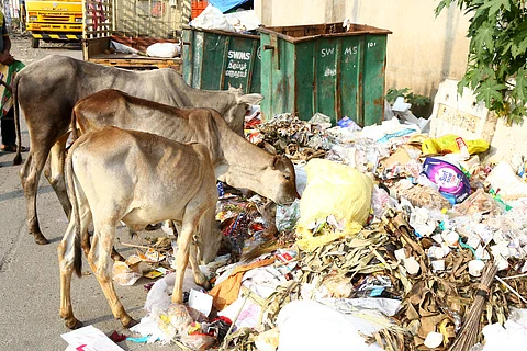 Garbage accumulated in the Kombai Thottam area of Tiruppur on Tuesday morning.