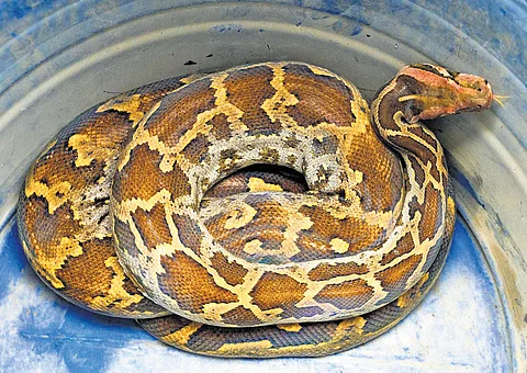 Kochi sees spurt in python spotting, forest department blames shrinking habitat
