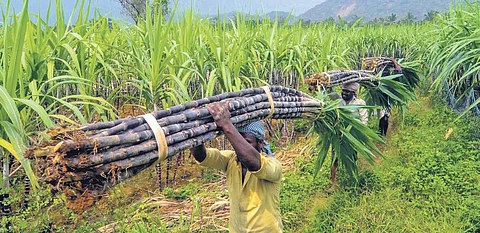 Farmhands carrying cane stalks in a field