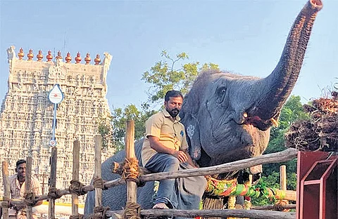 File picture of mahout Udhayakumar with Deivanai, the temple elephant