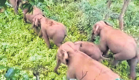 Schools in MP’s tribal Dindori district shut as fear of tiger, elephants looms
