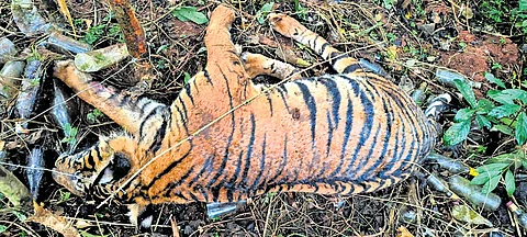In the absence of staff in the forest, the accused -- Madaraja, Kunappa and Nagaraj -- poured poison on the carcass of the cow that had already been killed by the tigers.