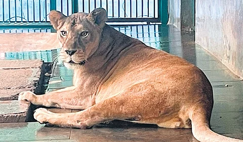 Lioness Gracy