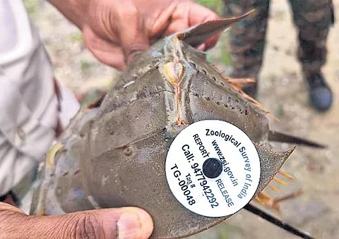 Tagged last year, four horseshoe crabs traced to Odisha's Balasore beach