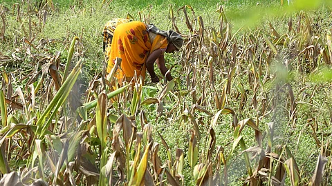 Image of farmers harvesting turmeric crop used for representational purposes only.