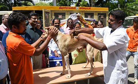 Veterinarian giving anti-rabies vaccine injection to a stray dog