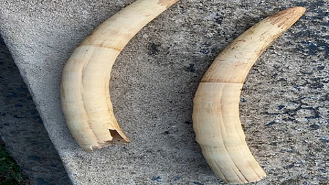 It may be recalled that Manomboly forest range officials arrested five persons, including the two temporary staff, on the charges of trying to sell two elephant tusks at Thaimudi estate after retrieving the tusks from a dead elephant inside the forest on June 20.