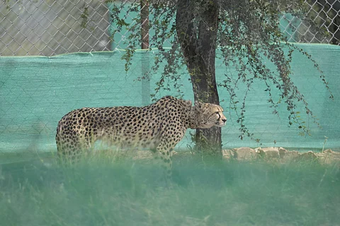 Project Cheetah on promising track, says new study, debunks criticism