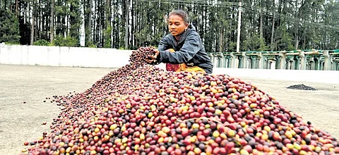 A tribal farmer dries coffee cherries at a pulping unit in Chintapalle in Alluri Sitarama Raju district.
