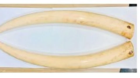 The ivory, weighing around 1.5 kg, that was seized on Saturday.
