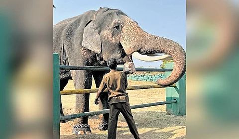 A mahout feeding an elephant at Theppakadu camp in Mudumalai Tiger Reserve