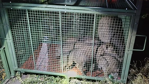 The cage that can capture up to eight to 10 wild boars was developed based on the direction and idea from Chief Conservator of Forests and Field Director of Anamalai Tiger Reserve (ATR) D Venkatesh.