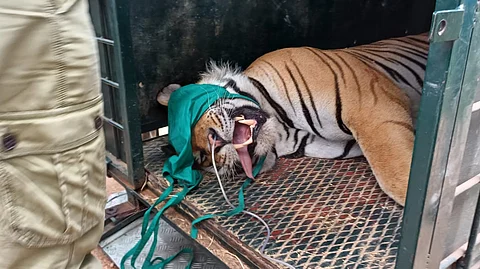 The tiger was sedated using a tranquilizer dart (Photo | Special arrangement)