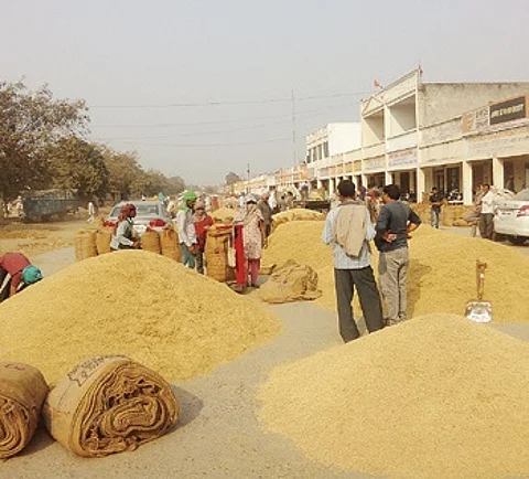 With only 50 to 60 trucks available daily for transportation against the required 200, the delay in lifting of stocked paddy is adding to the woes of the farmers.
