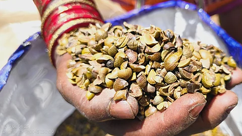 With ‘Green Shakti’, women take control over forest-based economy in Odisha