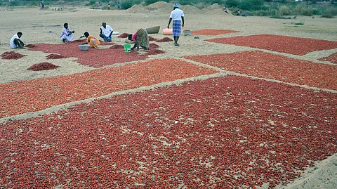 Farmers would harvest usually 300 kg to 350 kg of chilli per acre, but this year the average yield has dropped to 200 kg per acre.