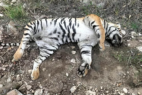 Carcass of one tiger and four tiger cubs found dead in a suspected manner at MM hills wildlife division on Thursday.