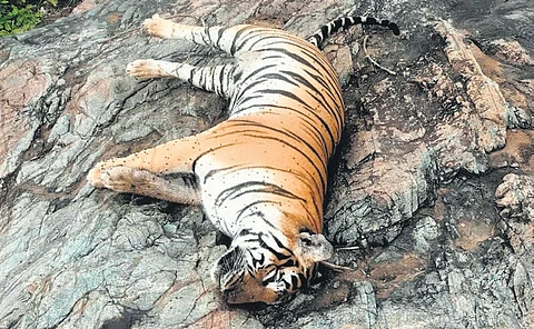 Carcass of a tiger at MM hills wildlife division on Thursday