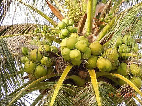 Coconut productivity has been affected due to pests and diseases.