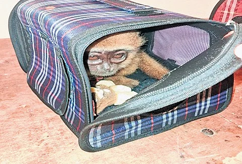 The officials seized an Agile Gibbon and Eastern Grey Gibbon in the checked-in bag of an Indian male passenger