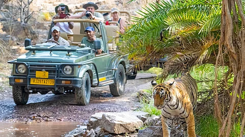 Due to its proximity to Sheopur, Ranthambore is the most likely source of the poached tigers.