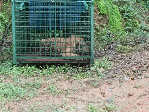 The tiger, which allegedly mauled and killed Gafoor, a rubber-tapping worker in Karuvarakund, Kalikavu, was caught in a cage set up three weeks ago in the Sultana Estate.