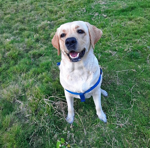 Dogs are the best healers.