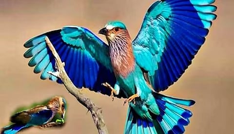 Dussehra : Why Sighting a "Pala Pitta" is Considered Auspicious?