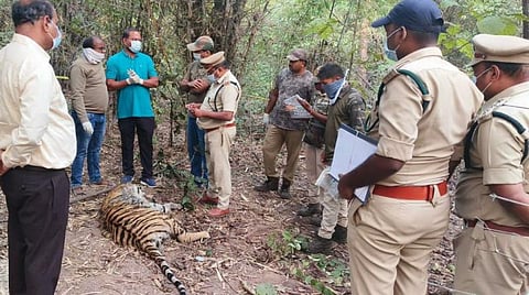 Who Set the Trap?: Mysterious Death of Three Tigers in Kagaznagar