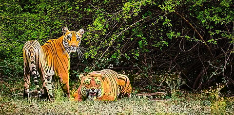 International Mangrove Day: Let’s Protect Biodiversity Hotspots