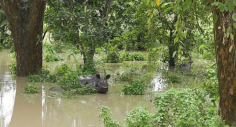 Assam Flood: Kaziranga is experiencing the worst effects