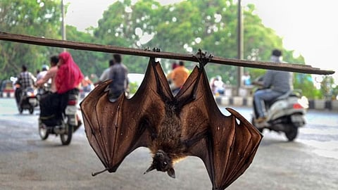Kerala Boy Dies of Nipah Virus; Health Measures Intensify