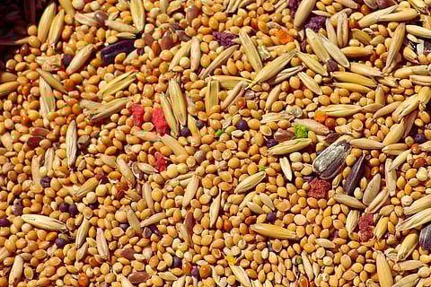 Millet Porotta and More:Kerala Agro to Promote Healthy Eating