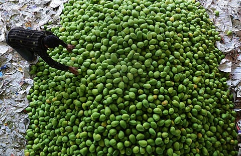 Mango Crisis: Andhra Farmers Face Losses,YS Jagan Tour Raises Heat