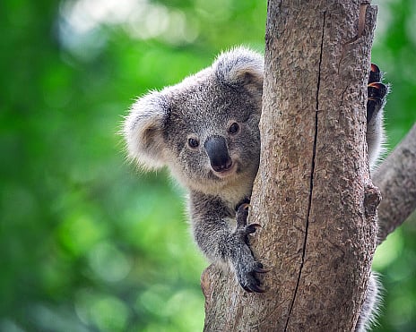 Koalas specie is in critical stage of survival due to habitat degradation. (Unsplash)