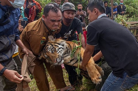 Rangers carry a captured Sumatran tiger in Lurah Ingu Village, West Sumatra, Dec 7, 2020. The Indonesian government estimates that around 600 Sumatran tigers are left in the wild. (RFA)