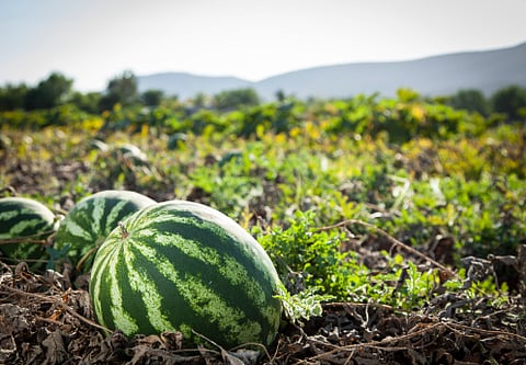 Watermelons are enjoyed by people of any age group. (IANS)
