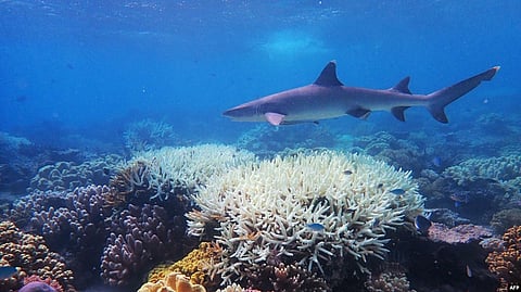 This undated handout photo received on April 6, 2020 from the ARC Centre of Excellence for Coral Reef Studies at James Cook University, shows coral bleaching on the Great Barrier Reef.