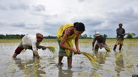 Women plant rice saplings at a paddy field in a village in Nagaon district, in the northeastern state of Assam, India, July 3, 2018.
