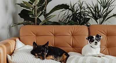 Sometimes unknowingly we forget to pet-proof our homes and this can be hazardous to your furry friend's health. (IANS)