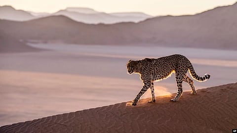 In this handout photo released on July 31, 2020, a cheetah prowls the Namib Desert in Namibia.