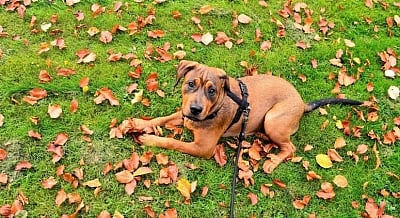 Categories of food for your dogs. (IANS)