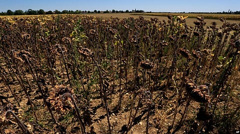 Sunflowers suffer from lack of water, as Europe is under an unusually extreme heat wave, in Beaumont du Gatinais, 60 miles south of Paris, France, Aug. 8, 2022.